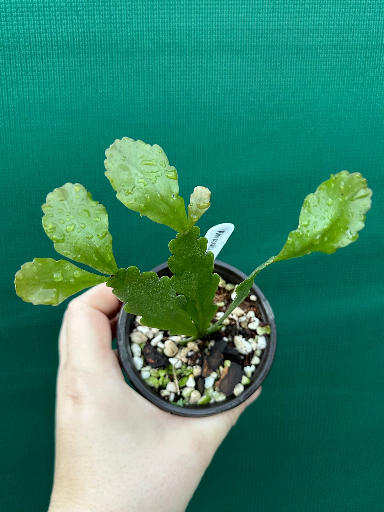 Rhipsalis goebeliana