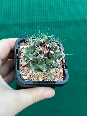 Thelocactus freudenbergeri
