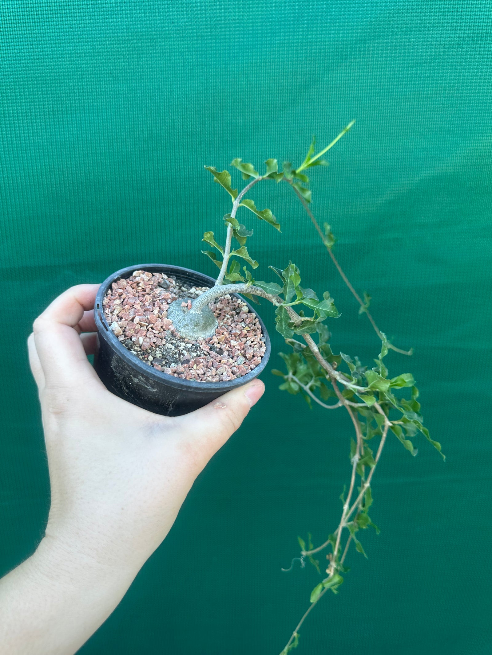 Fockea edulis