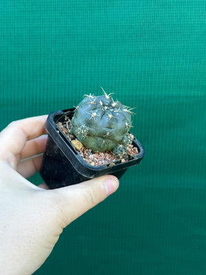Gymnocalycium andreae