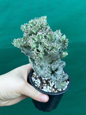 Crested Euphorbia lactea cristata