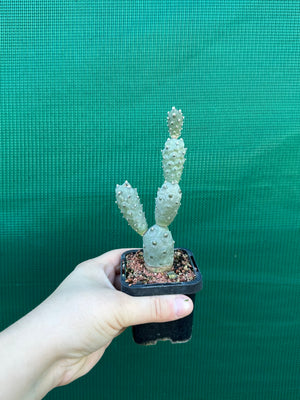 Tephrocactus Articulatus