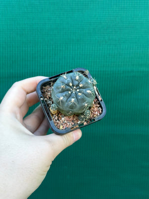 Gymnocalycium andreae