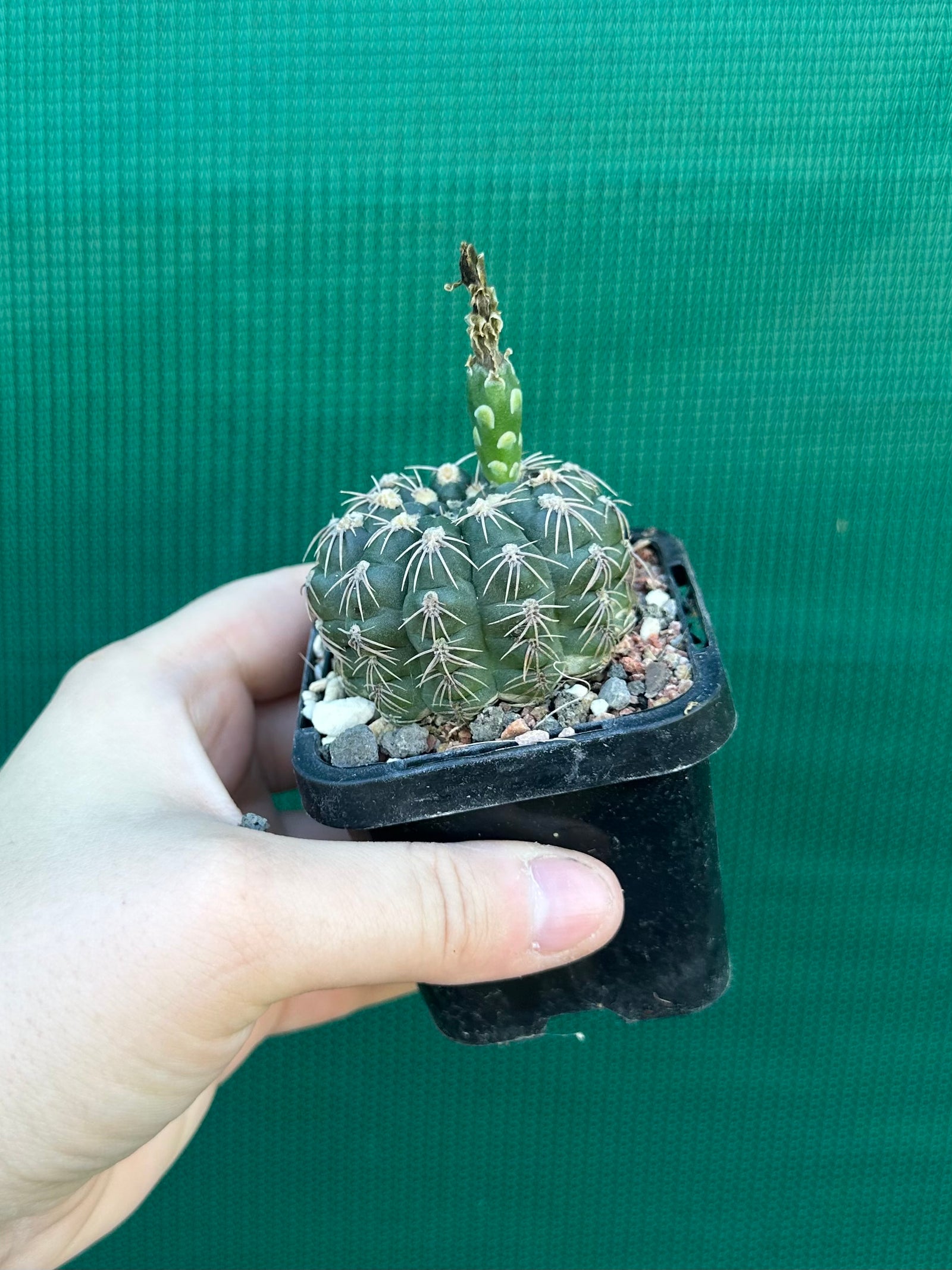 Gymnocalycium metrelireum