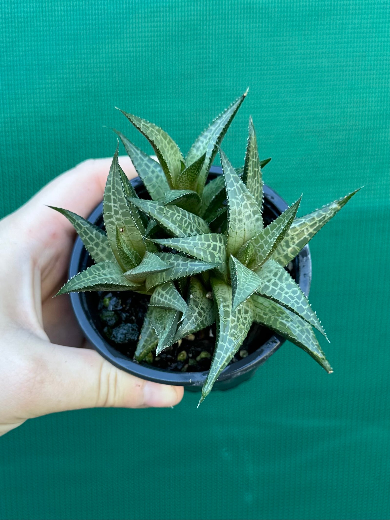 Haworthia tessellata