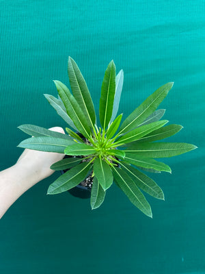 Pachypodium fiherense