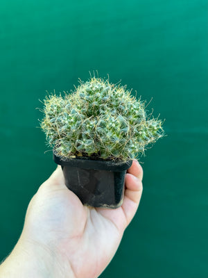 Mammillaria surculosa