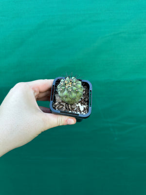 Copiapoa calderana