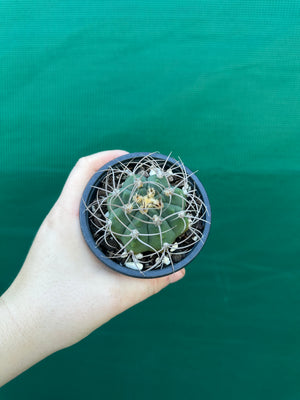 Gymnocalycium accorugatum
