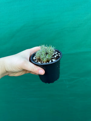 Deuterocohnia brevifolia