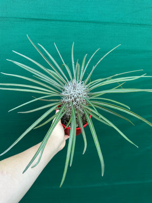 Pachypodium geayi