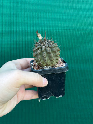 Neochilenia setosiflora