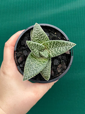 Gasteria ‘White Spot’