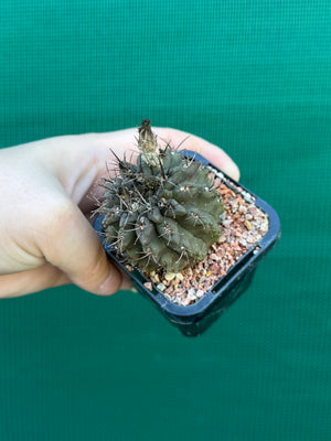 Neochilenia setosiflora
