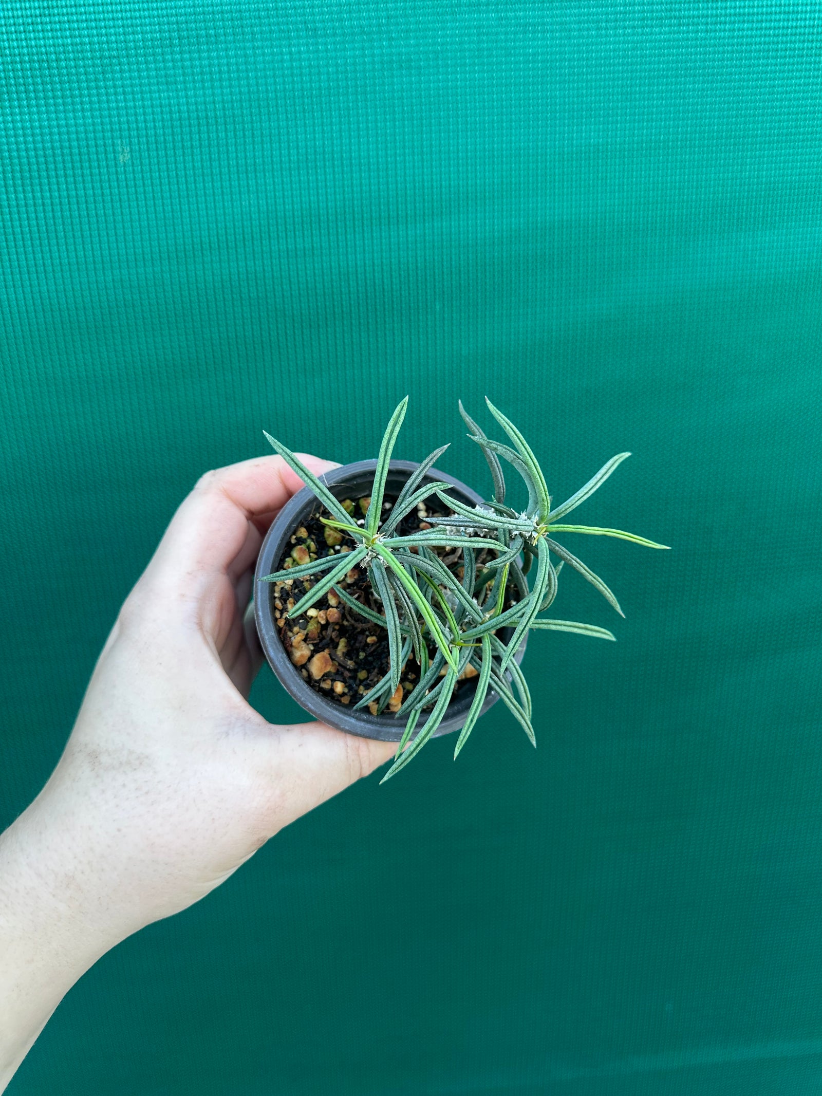 Euphorbia cylindrifolia