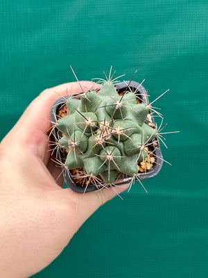 Thelocactus freudenbergeri