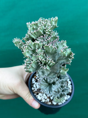 Crested Euphorbia lactea cristata