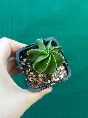 Astrophytum myriostigma kohyo
