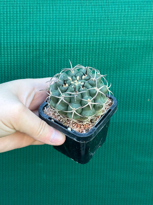 Gymnocalycium delaetii
