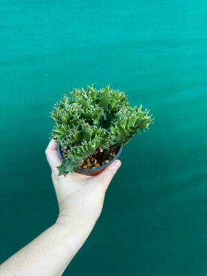 Crested Euphorbia lactea cristata