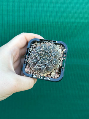Gymnocalycium keislingii v castenea