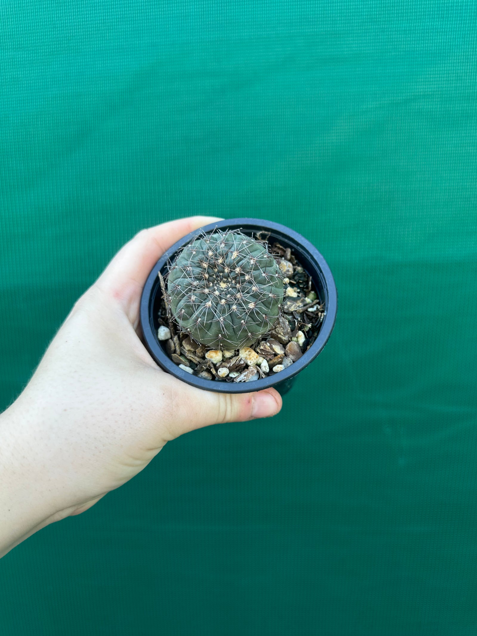 Gymnocalycium taningaense