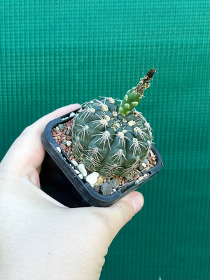 Gymnocalycium metrelireum
