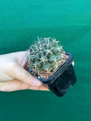 Gymnocalycium delaetii