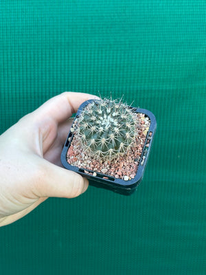 Islaya copiapodioides