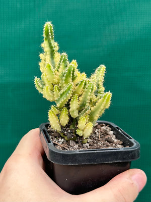Cereus tetragonus 'Fairy Castle' variegata