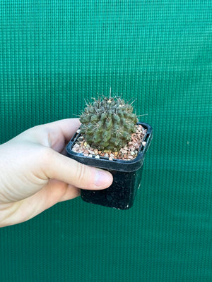 Neoporteria curvispina