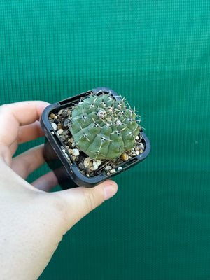 Gymnocalycium pseudoragonesii