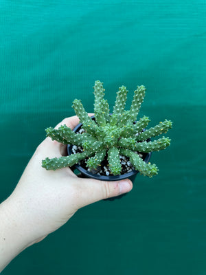 Euphorbia inermis