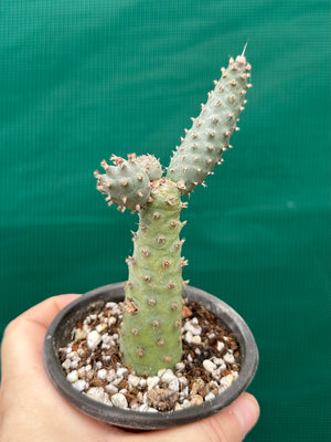 Tephrocactus Articulatus var diadimatus