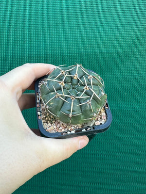 Gymnocalycium guerkeanum