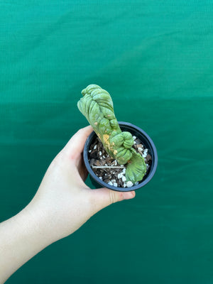 Trichocereus bridgesii crest