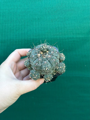Gymnocalycium baldianum