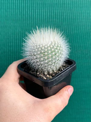 Parodia scopa