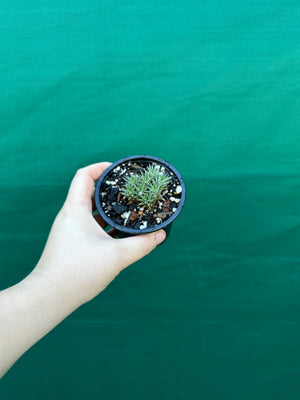 Deuterocohnia brevifolia