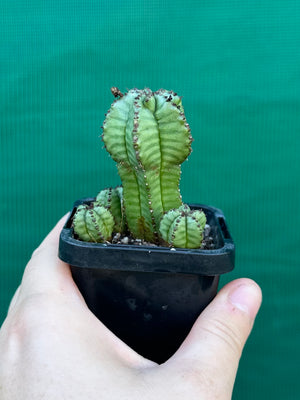 Euphorbia anoplia