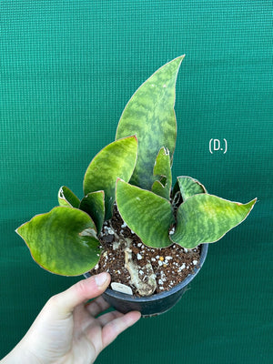 Sansevieria Masoniana ‘Mason’s Congo Paddle’