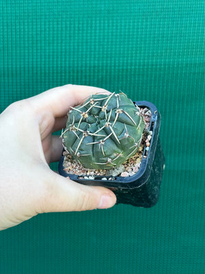 Gymnocalycium guerkeanum