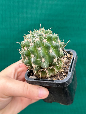 Notocactus submamulosus
