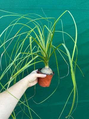 Pony Tail Palm