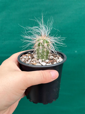 Oreocereus celsianus