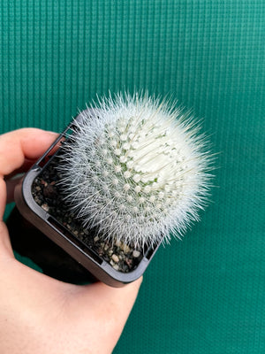 Parodia scopa