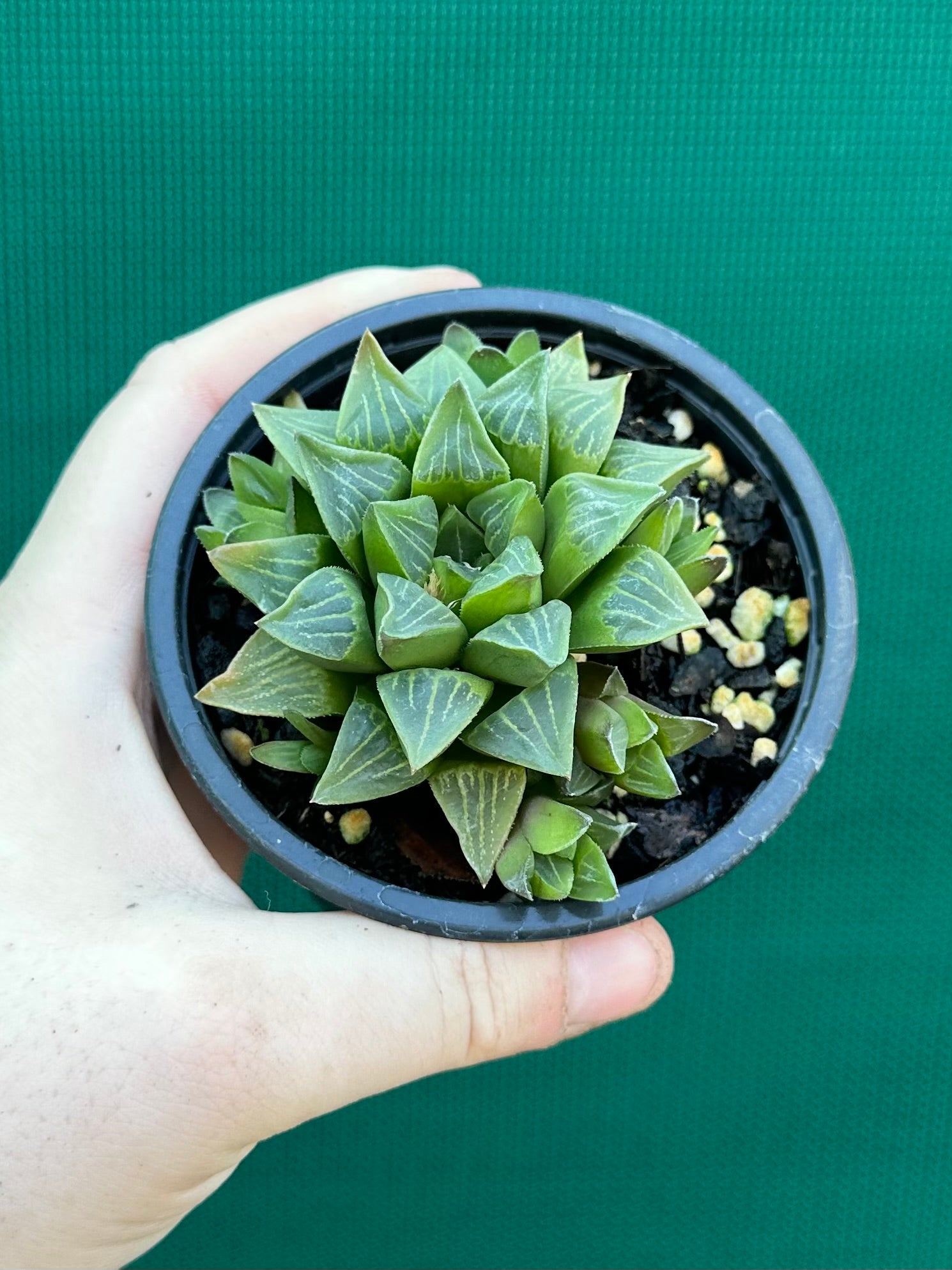 Haworthia heidelbergensis