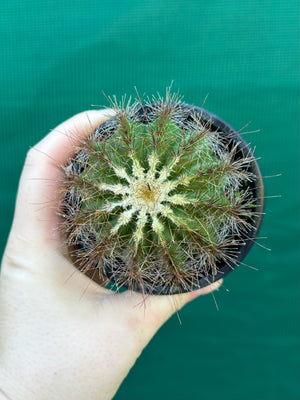 Parodia magnifica