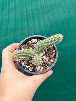 Echinopsis Chamaecereus Peanut Cactus