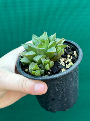 Haworthia heidelbergensis